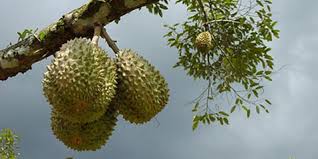 Tidak cuma bisa kirim pesan, sosmed juga bisa buat saling kirim data penting misalnya gambar, video, lokasi. Gambar Buah Lucu Dan Aneh Gambar Buah Buahan