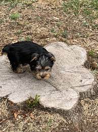 Maybe you would like to learn more about one of these? Yorkiepoo Puppies For Sale Charlotte Nc 301458