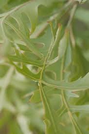 Image result for Cussonia sessilis