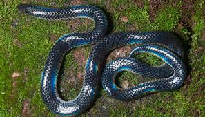 Check spelling or type a new query. World S Top 10 Most Beautiful Snakes Ever With Details