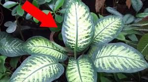 Tüm bitki türlerinin evimizde olmaması gerektiğini biliyoruz. Evlerimizde Bulunan 6 Olumcul Zehirli Cicek Youtube