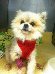 Exhaustive directory · call for appointment now Healthy Pets Animal Hospital 2022 4th Ave E Olympia Wa Veterinarians Mapquest