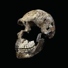Named homo naledi, the species has been assigned to the genus homo. Aufgabe Abitur Homo Naledi Funde Zum Homo Naledi Meinunterricht Der Homo Naledi War Ungefahr 1 50 M Gross Und Wog Vermutlich Zwischen 40 Und 55 Kg S2nurulshamira