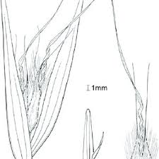 Image result for Pentameris