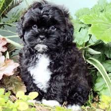 Black And White Maltese Shih Tzu Mix I Think I Need A Shih Poo Poodle Mix Puppies Shih Poo Puppies Shih Poo