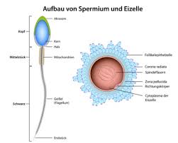 Auf dem weg durch den eileiter zur gebärmutter beginnt bereits die entwicklung des embryos, er teilt sich in 12 bis 16 zellen. Eizelle Aufbau Funktion Krankheiten Medlexi De