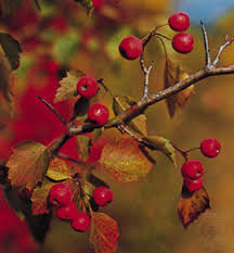 Find 97 listings related to hawthorn suites in greentree on yp.com. Hawthorn Plant Britannica