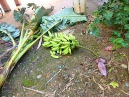 So you cut the tree that has already bore fruit to allow young seedlings to sprout. How Long Does A Banana Tree Take To Bear Fruit