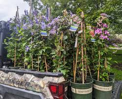 Image result for Clematis pulchra