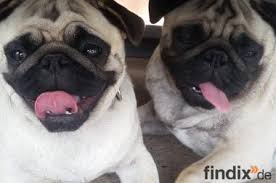 Mops sucht zuhause guten tag :) ganz ganz schweren herzens muss meine familie sich von mir trennen. Mops Und Mopswelpen Abzugeben Findix De