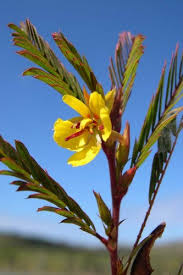 Image result for Chamaecrista mimosoides