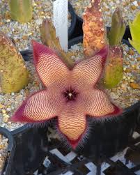 Image result for Stapelia getliffei