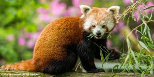 इस पोस्ट में 50+ animal के name दिए गए है. Sikkim Official Animal