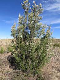 Image result for Kunzea