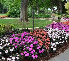 Cottage Farms 6 Pc Bahama Mama Tango Sunpatiens Collection M53285 Front Yard Landscaping Beautiful Gardens Plants