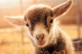 Check spelling or type a new query. Cuddle With Baby Goats On This Virginia Farm Baby Goats Stories