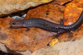 Image result for Pycnostachys orthodonta