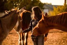 AVMA Names Small Animal Vet as New President