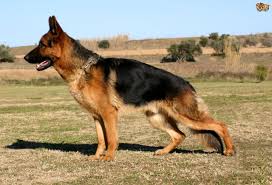We did not find results for: German Shepherd Dog At Best Latest Price On Make In India Trade