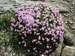 Image result for Aeschynomene mossoensis