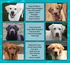 Silver Rain Labradors Silver Labrador Silver Labs Labrador