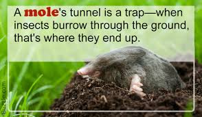 When the ground is dry or frozen, moles tunnel deeper. What Do Moles Eat You Could Never Have Imagined This Animal Sake