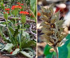 Image result for Crossandra greenstockii