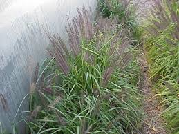Pennisetum alopecuroides 'moudry' black fountain grass. Pennisetum Alopecuroides Moudry Glasshouse Works