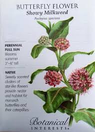 We did not find results for: Showy Milkweed Butterfly Flower Seeds 150 Mg Asclepias Speciosa Monarch Butterfly Garden Pollinator Garden Flower Seeds