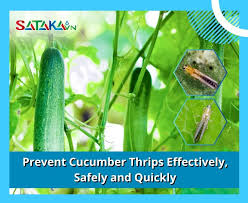 Image result for thrips damage on cucumber