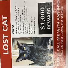 With four days to go until halloween, today is a chance to celebrate an animal that sometimes gets a bad rep and needs a bit of love! Lost And Found Dogs And Cats In Michigan Pg 1 1672 Pets Currently Need Help The Nokill Network