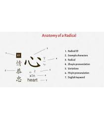 Chinese Radical Scroll All 214 Kangxi Radicals Mandarin