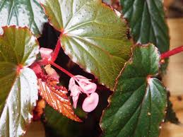 Image result for Begoniaceae