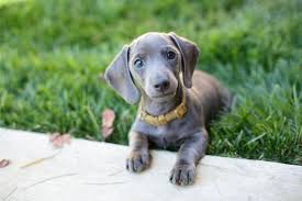 Find all content by docson find all threads by docson. Five Things You Didn T Know About The Blue Dachshund