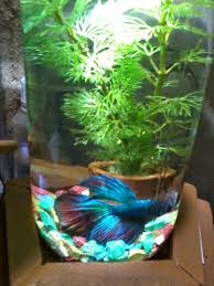 Jelas dari cara anda tsb spertinya. Beautifull Cara Membuat Hiasan Aquarium Dari Bahan Bekas Paling Seru