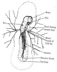 Embryology Of The Chicken Poultry Hub