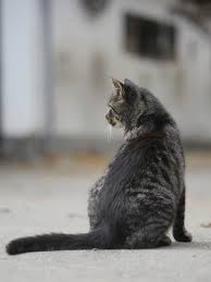 Chat Qui Se Perd Un Chat Peut Il Se Perdre Vetostore