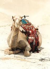 English essays for matric students for a democratic society. Camels