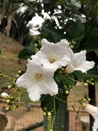 Image result for Cordia sp.A.