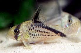 Image result for Loxodera