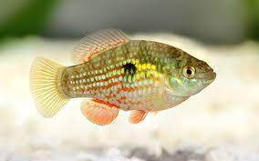 Jordanella floridae has been mistaken as a type of cichlid in the past because of its parenting behavior. American Flagfish Habitat Care Feeding Tank Size Breeding Aquariumnexus