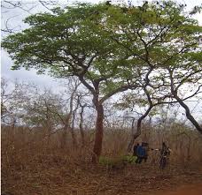 Image result for Brachystegia utilis