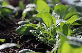 Image result for Corchorus saxatilis