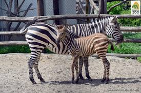 Fővárosi állatkert közvetlen szomszédságában található a. Oph Junius 8 An Lesz Az Alomej A Fovarosi Allatkertben