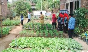 Kotak kayu yang tidak terlalu tinggi bisa anda sulap menjadi kebun sayur portable mini. Sulap Pekarangan Jadi Kebun Kwt Lestari Optimis Juara Kahaba Net