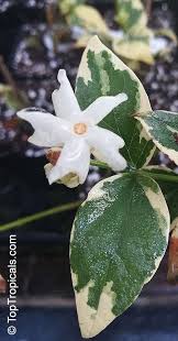 Nyctanthes Arbor Tristis Arbor Tristis Sad Tree Night Jasmine Parijat Toptropicals Com
