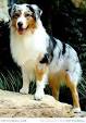 Australian Retriever Breed Information and Pictures on ...