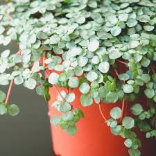 Image result for Pilea