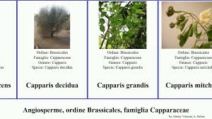 Image result for Capparis fascicularis