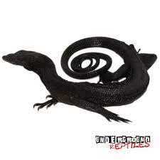 Black Tree Monitors For Sale - Underground Reptiles Underground Reptiles Black Tree Monitor Lizard